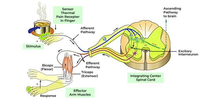 Which Core Features of Reflexis Make It Unique?